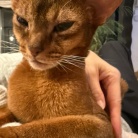 冬場、猫の耳が冷たくなるので温める