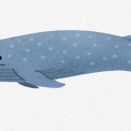 クジラ「よーし！プランクトン（0.01mm）の奴を食べてお腹いっぱいにするぞぉ！」