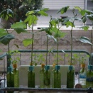 レモンバーム＆オクラの水耕栽培 14週目