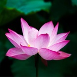 『泥中の蓮』の画像