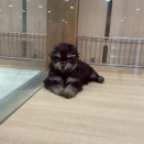 マルチーズ‪✕‬チワワの女の子🎀