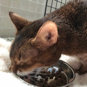 病気がちでも17歳まで生きてくれた猫の家族記念日