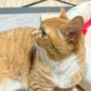 それは、ないしょ