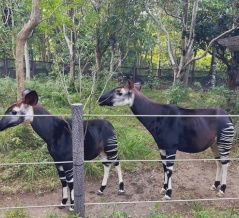 【よこはま動物園ズーラシア】約20年ぶり♬平日午後は空いていて大人がゆっくり楽しめました＆お買い物マラソン今日はポイントアップデー！（記事下にPR含）