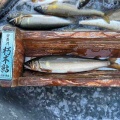 本日の釣果