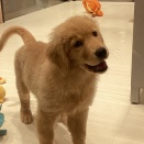 ワンラブミナーラ奈良店🐶🐾