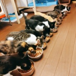 『猫のゴロゴロは健康にいい？』の画像