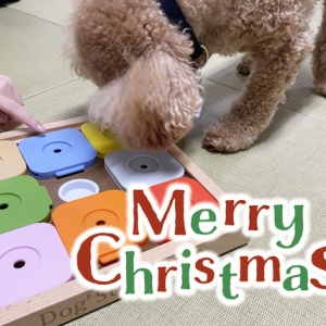 ワンコも Costcoメンバー に コストコの犬のおもちゃが可愛すぎる Happy Living 削ぎ家事研究室 Powered By ライブドアブログ