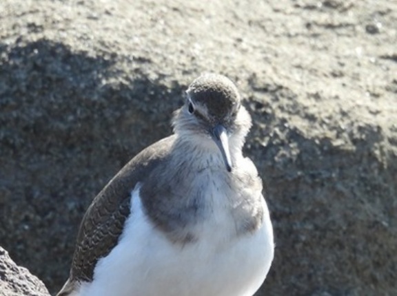 2026年10月17日の野鳥公園