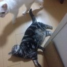 実物のﾈｺﾁｬﾝたち177