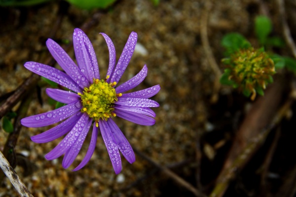 花ずかん速報 ハナソク 花図鑑 秋の花
