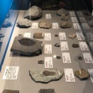 国立科学博物館 大絶滅展レビュー3