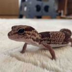 クレステッドゲッコー&ヤモリーズ&トカゲーズ