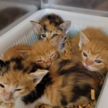 『子猫４頭を受け入れました』の画像