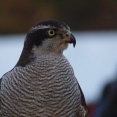 海外「日本ではカラスがソーラーパネルを壊すのを防ぐためにハヤブサを雇っている」動物の習性を活かした日本の対策に対する海外の反応