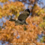 footloose201409(トップページ)