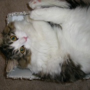 ネットで一目惚れしてすぐに会いに行った猫（21年前）