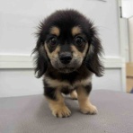 和歌山県 ペットショップワンラブ イズミヤ和歌山店 スタッフブログ