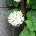 雑草をめぐる物語