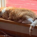 馬とニャンコと男と女