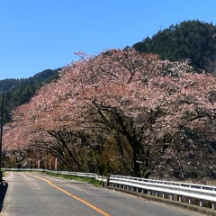 飛騨かなやまの桜　開花状況 2026