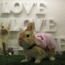 3月29日のグルーミングフォト