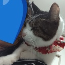 肩乗りにゃんこてん