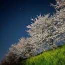 夜桜