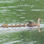 Tokyo_wildbirdpark_blog