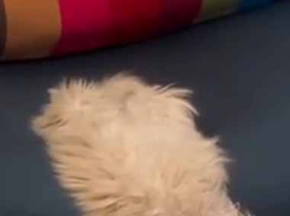 【ＵＭＡ】 ソファに「毛むくじゃら」の何かがいる。これは何ですか？ → 謎の生物はこちらです…