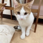 猫式ブログ～里親募集型猫カフェ