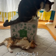 シュウさまはスイカ。