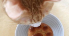 なごにゃんと猫。