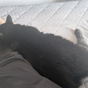 リラックス中の猫たち