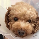 『トイプードル「もみじ」ちゃんの見学受付を開始しました!』の画像