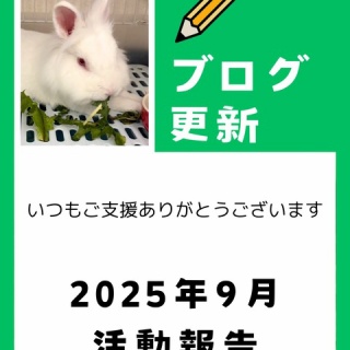 for the RABBIT【保護うさぎの里親探し】