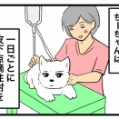 犬の腎臓病とは？皮下点滴の理由と自宅での注意点｜シニア犬ケア体験談