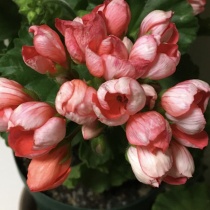 年12月 花の育て方 ラベンダーを愛す