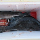 今日の釣果写真