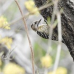 Tokyo_wildbirdpark_blog
