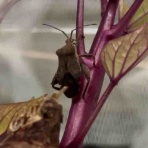庭の生き物を愛でてます・台所で生き物を育ててます
