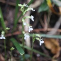 猛暑の山麓で花探し
