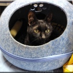 猫的下僕生活