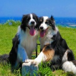 ひろいびと 清掃登山犬達と三重県の山ゴミ拾い清掃活動記録