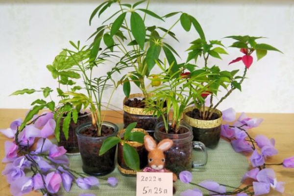 出来たをさがそ プテリス