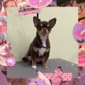チワワ シャンプーカット✂️ 三豊店 横関