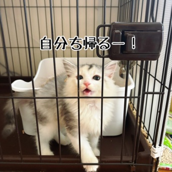 強化トレーニング合宿