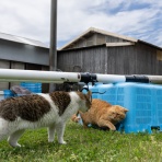 猫写真家・沖 昌之のブログ　野良ねこちゃんねる。　
