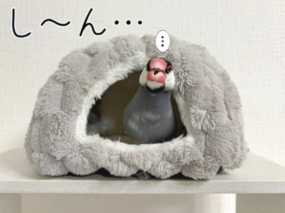 野生の勘が冴えていたセラ