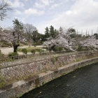 『哲学堂公園　桜最新情報　2020/03/23』の画像